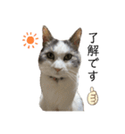 我が家の猫（part10）（個別スタンプ：11）