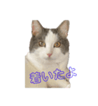 我が家の猫（part10）（個別スタンプ：15）