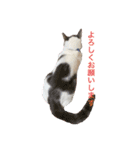 我が家の猫（part10）（個別スタンプ：16）