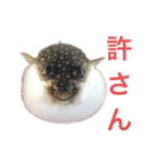 K K丸（個別スタンプ：2）
