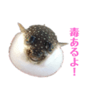K K丸（個別スタンプ：11）