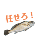 K K丸（個別スタンプ：15）
