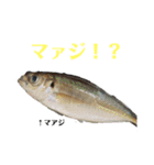 K K丸（個別スタンプ：16）