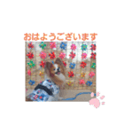 ぱぴぱぴパピヨン10（個別スタンプ：1）