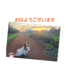 ぱぴぱぴパピヨン10（個別スタンプ：3）