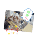 ぱぴぱぴパピヨン10（個別スタンプ：9）