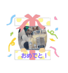 ぱぴぱぴパピヨン10（個別スタンプ：10）