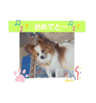 ぱぴぱぴパピヨン10（個別スタンプ：11）