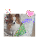 ぱぴぱぴパピヨン10（個別スタンプ：12）