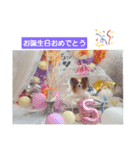 ぱぴぱぴパピヨン10（個別スタンプ：13）