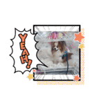ぱぴぱぴパピヨン10（個別スタンプ：15）