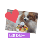 ぱぴぱぴパピヨン10（個別スタンプ：16）
