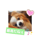 ぱぴぱぴパピヨン10（個別スタンプ：17）
