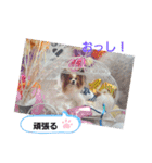 ぱぴぱぴパピヨン10（個別スタンプ：19）