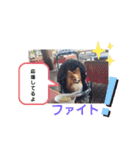 ぱぴぱぴパピヨン10（個別スタンプ：20）