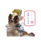 ぱぴぱぴパピヨン10（個別スタンプ：21）