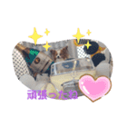 ぱぴぱぴパピヨン10（個別スタンプ：24）