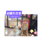 ぱぴぱぴパピヨン10（個別スタンプ：25）
