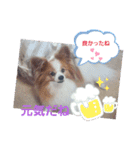 ぱぴぱぴパピヨン10（個別スタンプ：26）