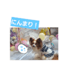 ぱぴぱぴパピヨン10（個別スタンプ：27）
