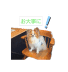 ぱぴぱぴパピヨン10（個別スタンプ：31）
