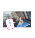 ぱぴぱぴパピヨン10（個別スタンプ：32）