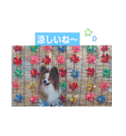 ぱぴぱぴパピヨン10（個別スタンプ：33）