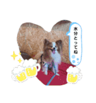ぱぴぱぴパピヨン10（個別スタンプ：34）