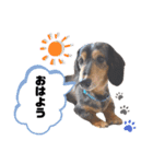 マロンはダックス。（個別スタンプ：3）