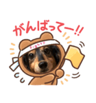 マロンはダックス。（個別スタンプ：6）