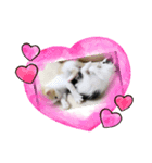 トラチワちゃん♡♪♪（個別スタンプ：3）