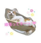 トラチワちゃん♡♪♪（個別スタンプ：5）