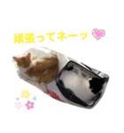 トラチワちゃん♡♪♪（個別スタンプ：6）