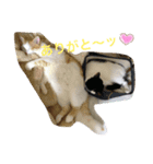 トラチワちゃん♡♪♪（個別スタンプ：7）