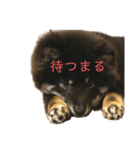 My Lovely Boo日常のことば②（個別スタンプ：3）