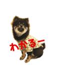 My Lovely Boo日常のことば②（個別スタンプ：4）