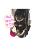 My Lovely Boo日常のことば②（個別スタンプ：6）