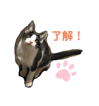 ハクメロ2+（個別スタンプ：1）