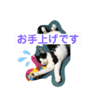 ハクメロ2+（個別スタンプ：6）