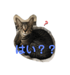 ハクメロ2+（個別スタンプ：10）