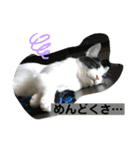ハクメロ2+（個別スタンプ：11）