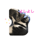 ハクメロ2+（個別スタンプ：12）