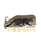 ハクメロ2+（個別スタンプ：14）