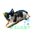 ハクメロ2+（個別スタンプ：23）