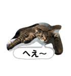 ハクメロ2+（個別スタンプ：24）