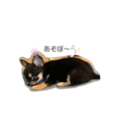 あらんちゃんの日常★✩.*˚（個別スタンプ：16）