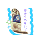 我が家のかわいいコたち②（個別スタンプ：9）