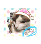 我が家のかわいいコたち②（個別スタンプ：11）