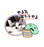 我が家のかわいいコたち②（個別スタンプ：25）