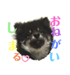 My Lovely Boo日常のことば③（個別スタンプ：2）